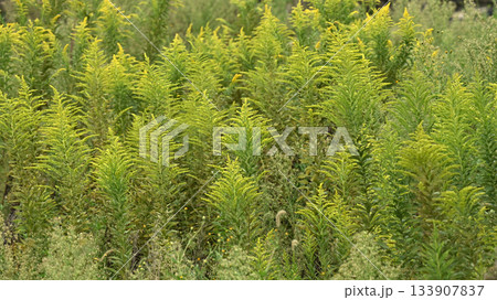 セイタカアワダチソウ (Golden rod) 土地・不動産素材にも セイタカアワダチソウ (Golden rod) 土地・不動産素材にも 133907837