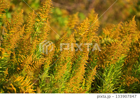 セイタカアワダチソウ (Golden rod)　土地・不動産素材にも 133907847