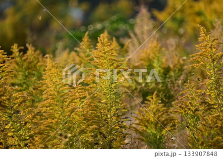 セイタカアワダチソウ (Golden rod) 土地・不動産素材にも セイタカアワダチソウ (Golden rod) 土地・不動産素材にも 133907848