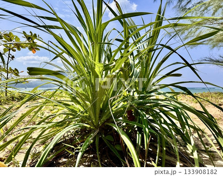 Tropical plant Pandanus amaryllifolius, pandanus 133908182