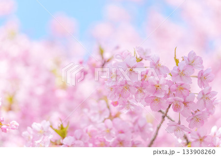 青空に映える満開の河津桜 133908260