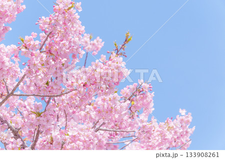 青空に映える満開の河津桜 133908261