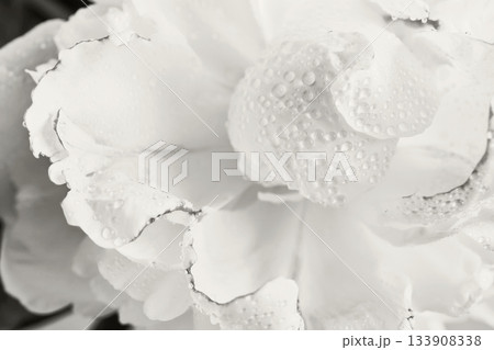 White peony petals collecting small water drops, Color of the year concept White peony petals collecting small water drops, Color of the year concept 133908338