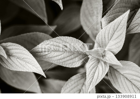 Pineapple sage leaves color of 2026 year cloud white Pineapple sage leaves color of 2026 year cloud white 133908911