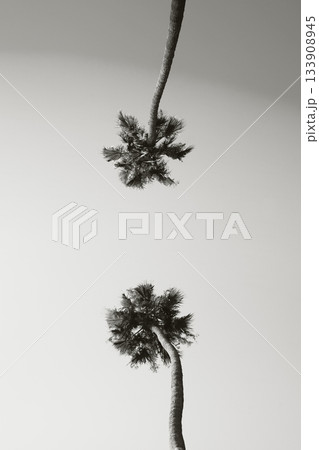 two palm trees in California color of 2026 year cloud white two palm trees in California color of 2026 year cloud white 133908945