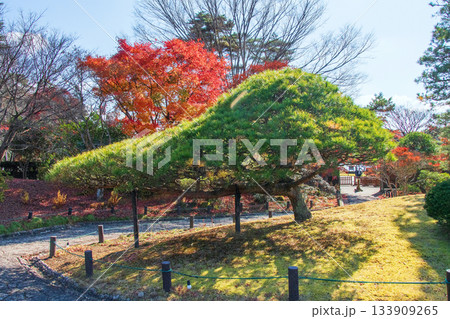 福島県 白河市 秋　南湖公園　翠楽苑　 133909265