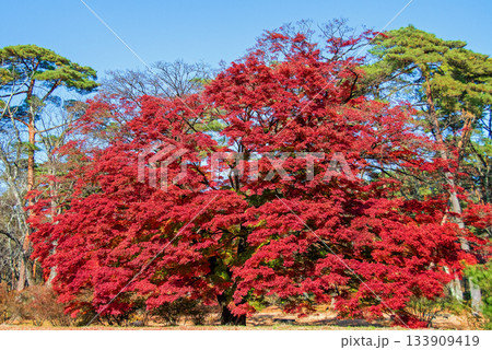 白河市 南湖公園 池泉回遊式庭園の紅葉 白河市 南湖公園 池泉回遊式庭園の紅葉 133909419