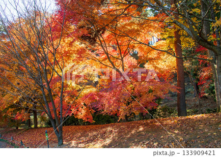 白河市 南湖公園 池泉回遊式庭園の紅葉 白河市 南湖公園 池泉回遊式庭園の紅葉 133909421
