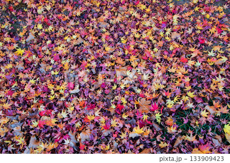 白河市　南湖公園　池泉回遊式庭園の紅葉 133909423