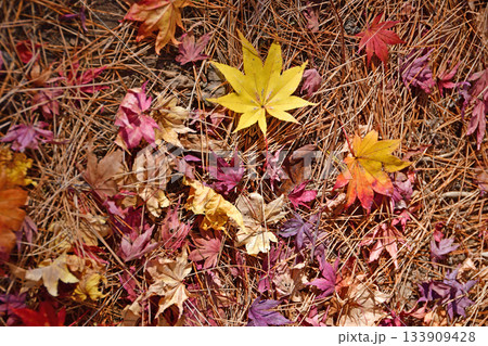 白河市　南湖公園　池泉回遊式庭園の紅葉 133909428