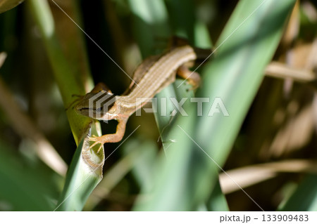 カナヘビ 133909483
