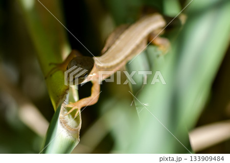 カナヘビ 133909484