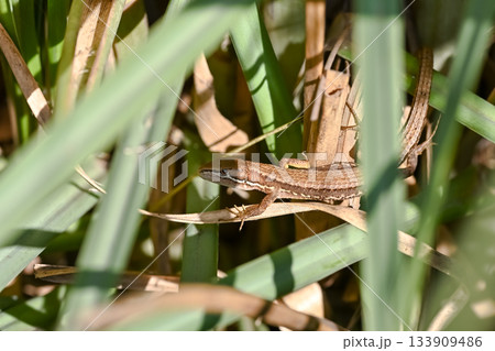 カナヘビ 133909486