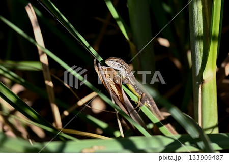 カナヘビ 133909487