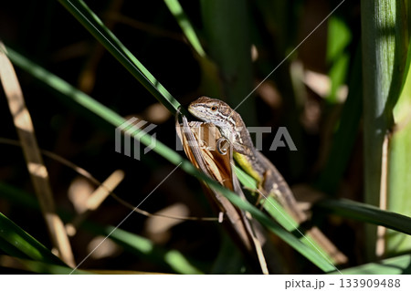 カナヘビ 133909488