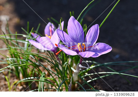 サフラン 133909628