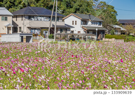 磐田市の向笠のコスモス畑の風景(静岡県) 133909639
