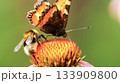 Vanessa cardui butterfly and bee sit on the echinacea flower. Pollination of a flower close-up. 133909800