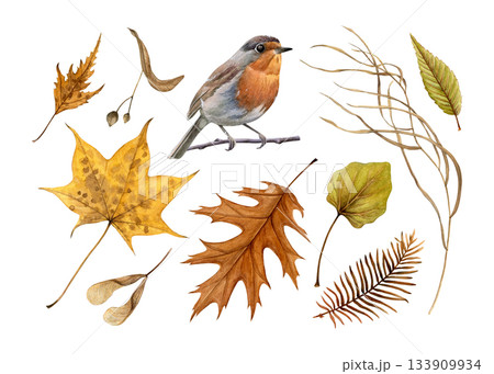 Watercolor set of autumn leaves, seeds, dry grass and robin sitting on a branch. Painted in a realistic style. Ideal for seasonal cards, posters, nature designs, and decorative compositions 133909934