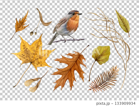Watercolor set of autumn leaves, seeds, dry grass and robin sitting on a branch. Painted in a realistic style. Ideal for seasonal cards, posters, nature designs, and decorative compositions 133909934