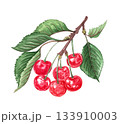 Hand drawn watercolor painting cherry on white background. Summer illustration of berries 133910003