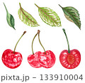 Hand drawn watercolor painting cherry on white background. Summer illustration of berries 133910004