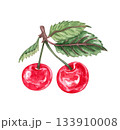 Hand drawn watercolor painting cherry on white background. Summer illustration of berries 133910008