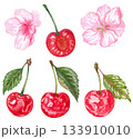 Hand drawn watercolor painting cherry on white background. Summer illustration of berries 133910010