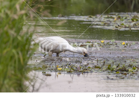 Eurasian spoonbill feeding in shallow water at Eempolder of Hoogland West in the Netherlands during springtime 133910032