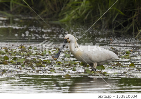 Eurasian spoonbill forages in shallow waters at Eempolder in Hoogland West, Netherlands during a sunny day in late summer 133910034