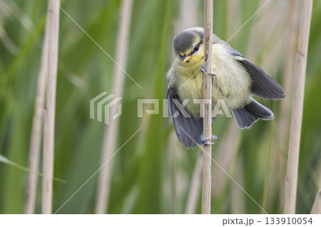 Eurasian blue tit perched on reed in a Dutch wetland during springtime Eurasian blue tit perched on reed in a Dutch wetland during springtime 133910054