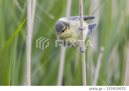 Eurasian blue tit perched on reed in a Dutch wetland during springtime Eurasian blue tit perched on reed in a Dutch wetland during springtime 133910055