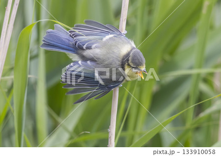 Eurasian blue tit perched on reed in a Dutch wetland during springtime Eurasian blue tit perched on reed in a Dutch wetland during springtime 133910058