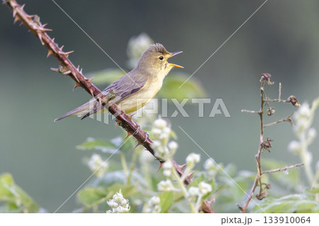 Icterine warbler singing in a blackberry bush in Arkemheenpolder Netherlands during early morning hours 133910064