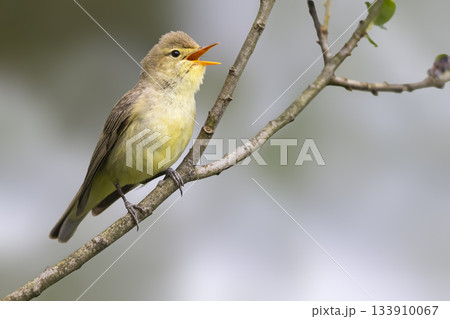 Icterine warbler singing on a branch in Eempolder, Hooland West, Netherlands during springtime 133910067