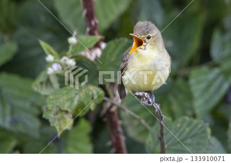 Icterine warbler singing in a blackberry bush in Eempolder Hoogland West Netherlands during spring Icterine warbler singing in a blackberry bush in Eempolder Hoogland West Netherlands during spring 133910071