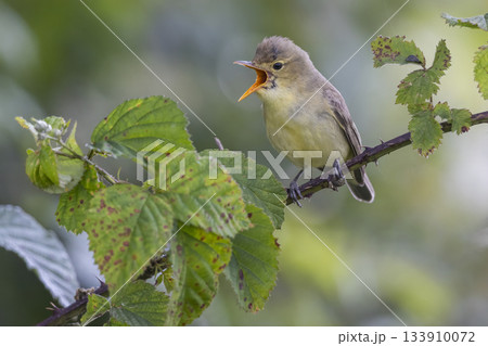 Icterine warbler singing in a blackberry bush in Eempolder Hoogland West Netherlands during spring 133910072
