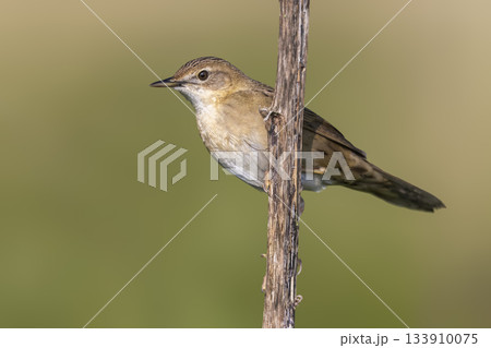 Grasshopper warbler perched on a branch in Arkemheenpolder in the Netherlands during the spring season 133910075
