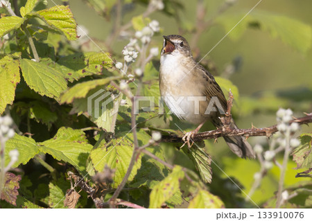 Grasshopper warbler sings while perched in a blackberry bush in Arkemheenpolder, Netherlands Grasshopper warbler sings while perched in a blackberry bush in Arkemheenpolder, Netherlands 133910076