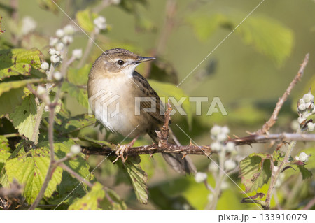 Grasshopper warbler sings while perched in a blackberry bush in Arkemheenpolder, Netherlands 133910079