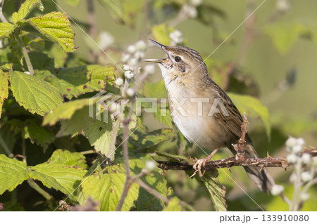 Grasshopper warbler sings while perched in a blackberry bush in Arkemheenpolder, Netherlands 133910080