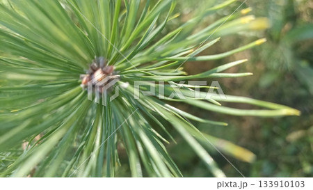 Close-up of vibrant green pine needles emerging from a budding cone, showcasing nature s renewal and resilience, perfect for projects related to forestry and natural beauty. 133910103