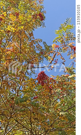 A beautiful rowan tree displays its autumn colors with golden leaves and bright red berries against a clear blue sky, representing the essence of seasonal change and nature s beauty. 133910105