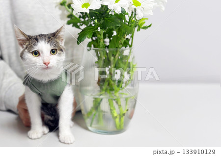 Cute cat next to vase of flowers on a table. Cat sitting on top of an elegant, modern table 133910129