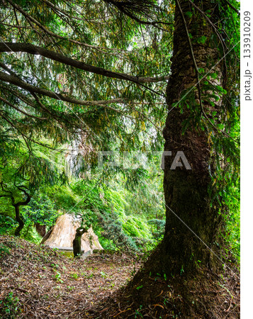 meadow in forest in Batumi Botanical Garden 133910209