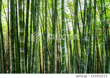 trunks of bamboo in Batumi Botanical Garden, Georgia 133910213