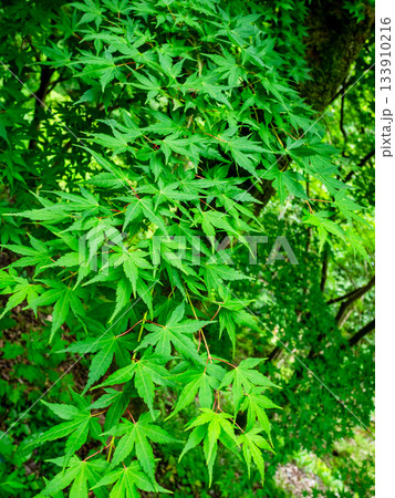 foliage of Japanese Maple, Batumi Botanical Garden foliage of Japanese Maple, Batumi Botanical Garden 133910216