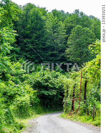 dirty road in forest on Sameba Mount near Batumi 133910251