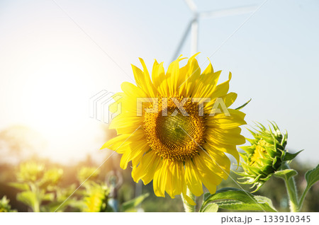Blooming sunflowers with a blurred windmill background 133910345