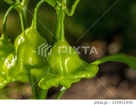 Unique green bell pepper with an unusual shape: a culinary curiosity Unique green bell pepper with an unusual shape: a culinary curiosity 133911456